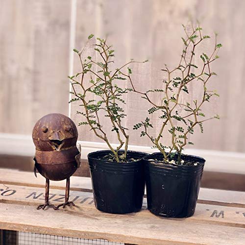 Amazon.co.jp: 観葉植物 盆栽風にも洋風鉢にも合います：ソフォラ